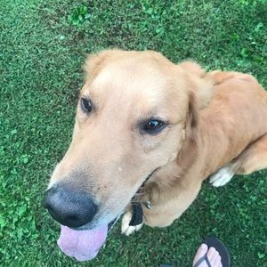 Meet your Posher, Sam